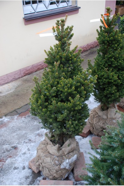 Ялина звичайна Віллс Цверг - ком35кг/вис.80-90см/Ø40-45см